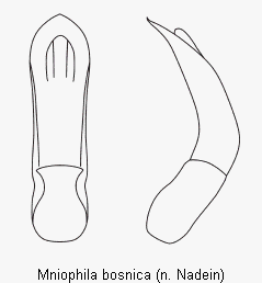 MNIOPHILA BOSNICA