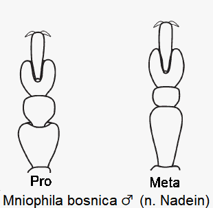 MNIOPHILA BOSNICA