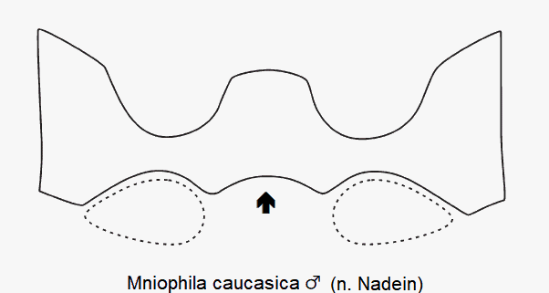 MNIOPHILA CAUCASICA