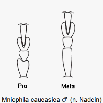 MNIOPHILA CAUCASICA