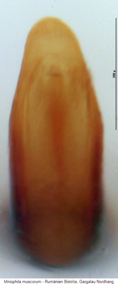 MNIOPHILA MUSCORUM