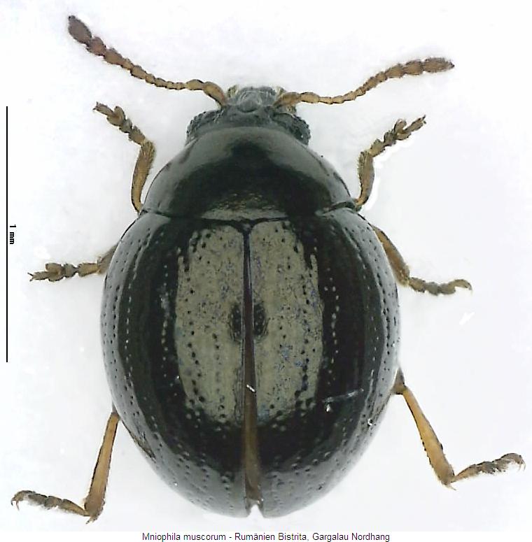 MNIOPHILA MUSCORUM