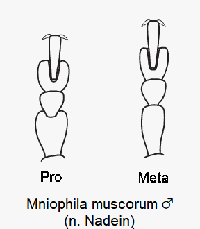 MNIOPHILA MUSCORUM