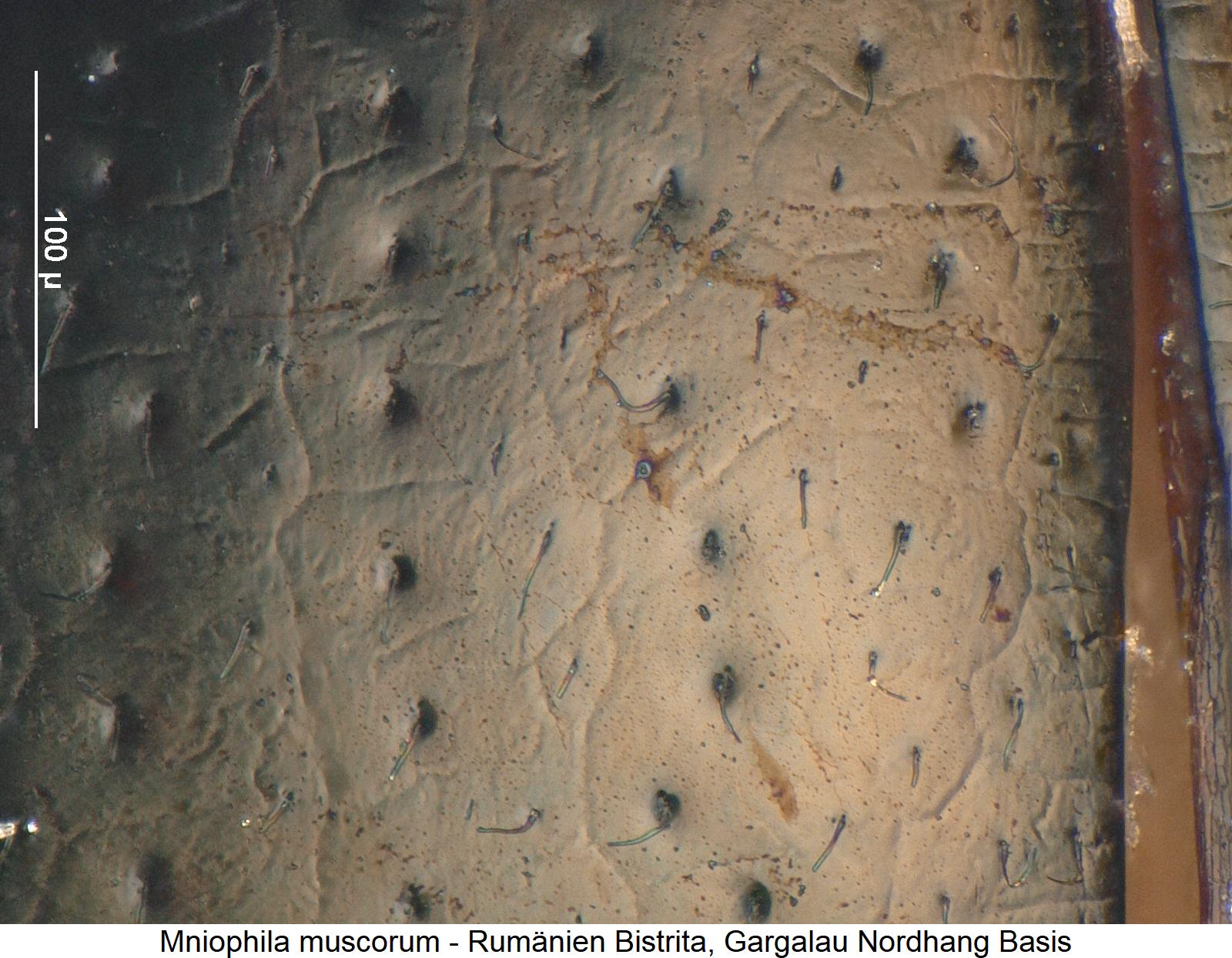 MNIOPHILA MUSCORUM