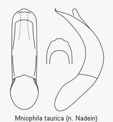 MNIOPHILA TAURICA