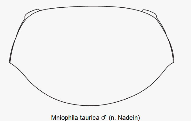 MNIOPHILA TAURICA