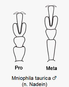 MNIOPHILA TAURICA