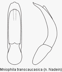 MNIOPHILA TRANSCAUCASICA