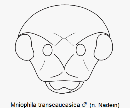 MNIOPHILA TRANSCAUCASICA