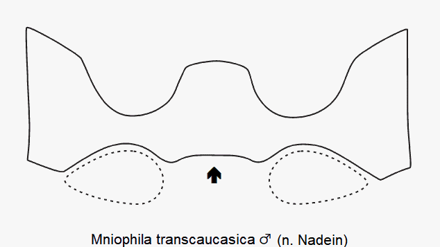 MNIOPHILA TRANSCAUCASICA