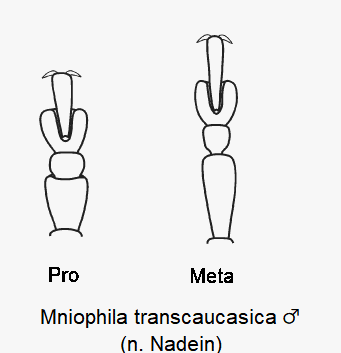 MNIOPHILA TRANSCAUCASICA