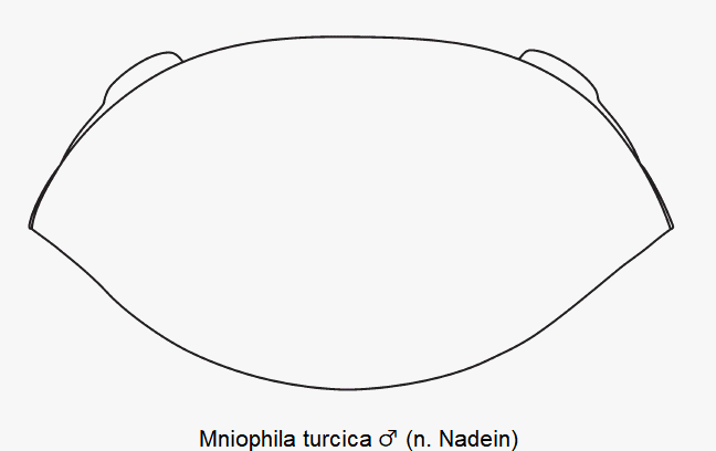 MNIOPHILA TURCICA