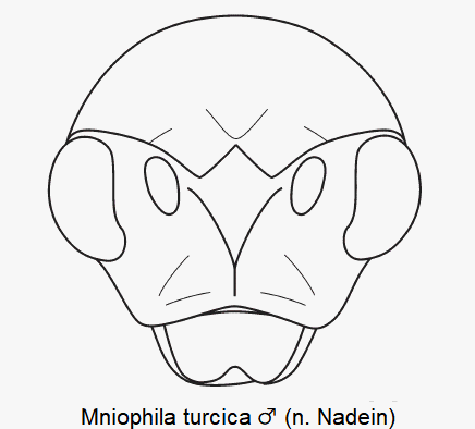 MNIOPHILA TURCICA