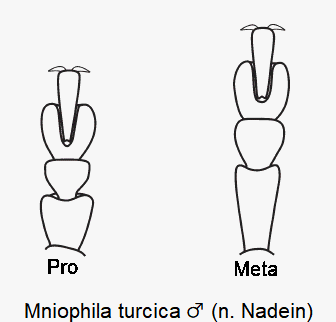 MNIOPHILA TURCICA