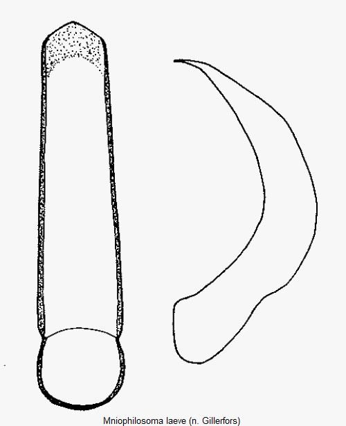 MNIOPHILOSOMA LAEVE.GIF