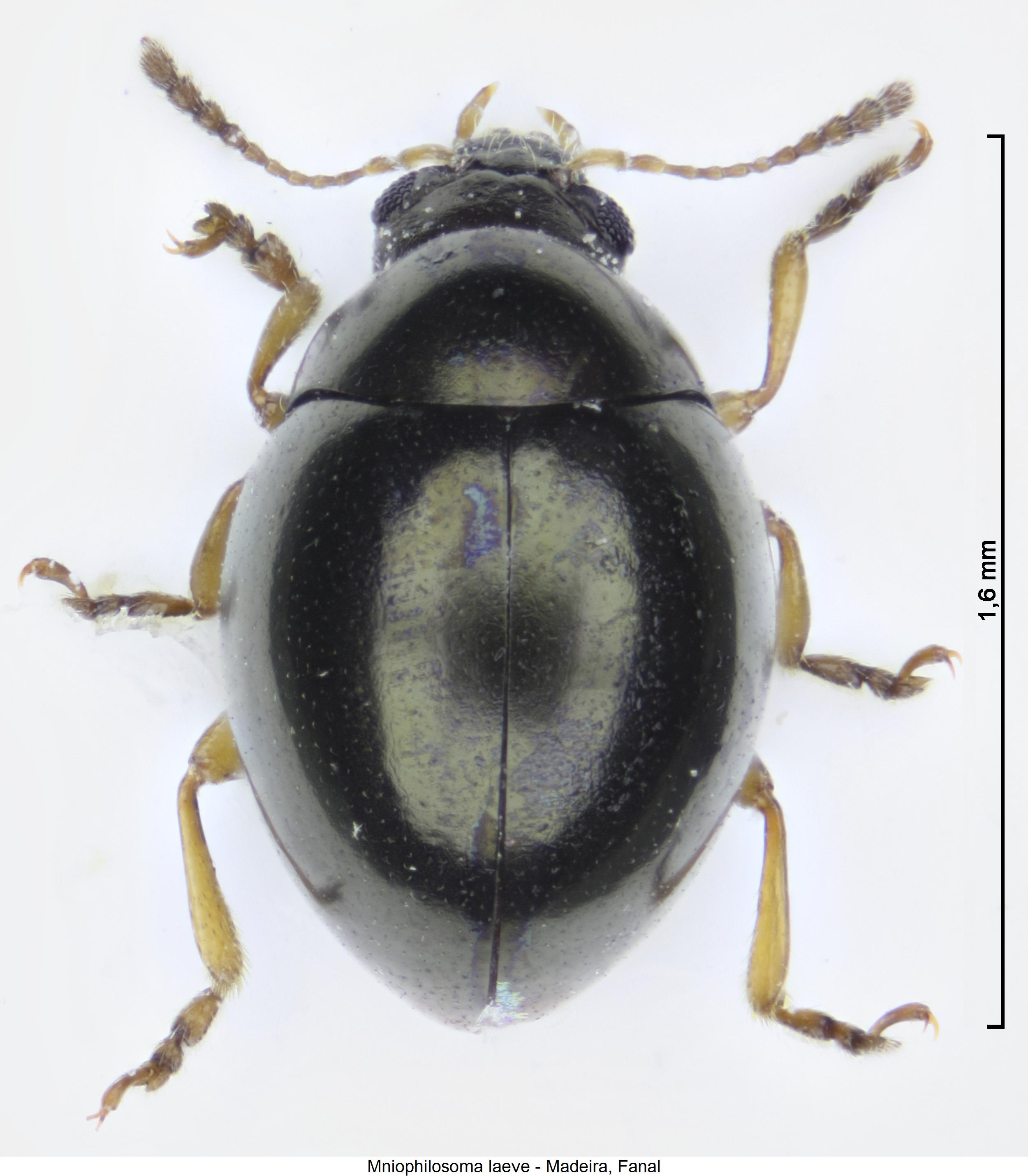 MNIOPHILOSOMA LAEVE