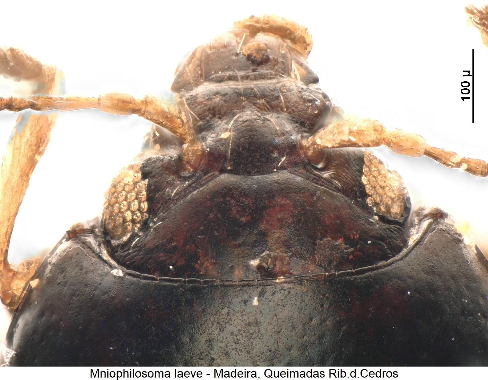 MNIOPHILOSOMA LAEVE