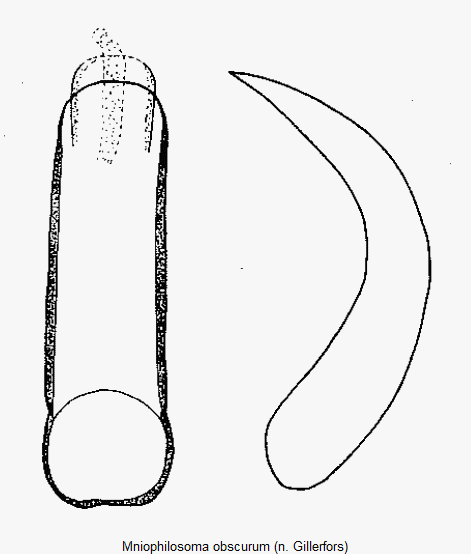 MNIOPHILOSOMA OBSCURUM.GIF