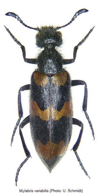 MYLABRIS VARIABILIS