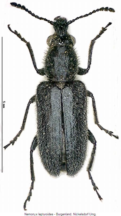 NEMONYX LEPTUROIDES