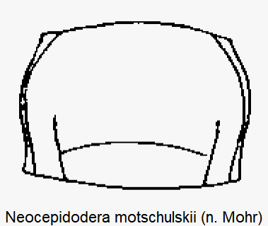 NEOCEPIDODERA MOTSCHULSKII