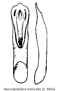 NEOCREPIDODERA BREVICOLLIS