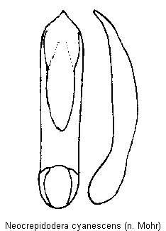 NEOCREPIDODERA CYANESCENS