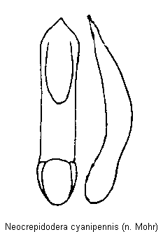 NEOCREPIDODERA CYANIPENNIS