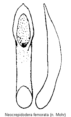NEOCREPIDODERA FEMORATA