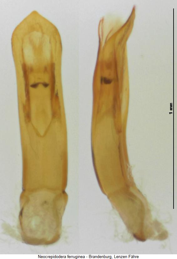 NEOCREPIDODERA FERRUGINEA