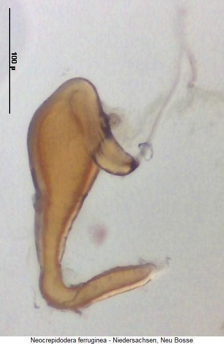 NEOCREPIDODERA FERRUGINEA
