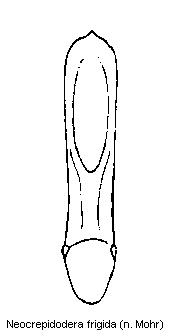 NEOCREPIDODERA FRIGIDA