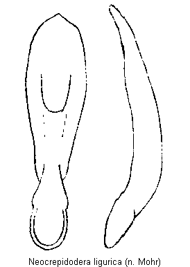 NEOCREPIDODERA LIGURICA