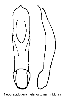 NEOCREPIDODERA MELANOSTOMA