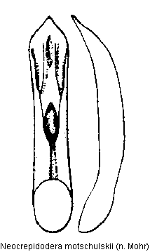NEOCREPIDODERA MOTSCHULSKII