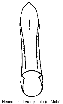 NEOCREPIDODERA NIGRITULA