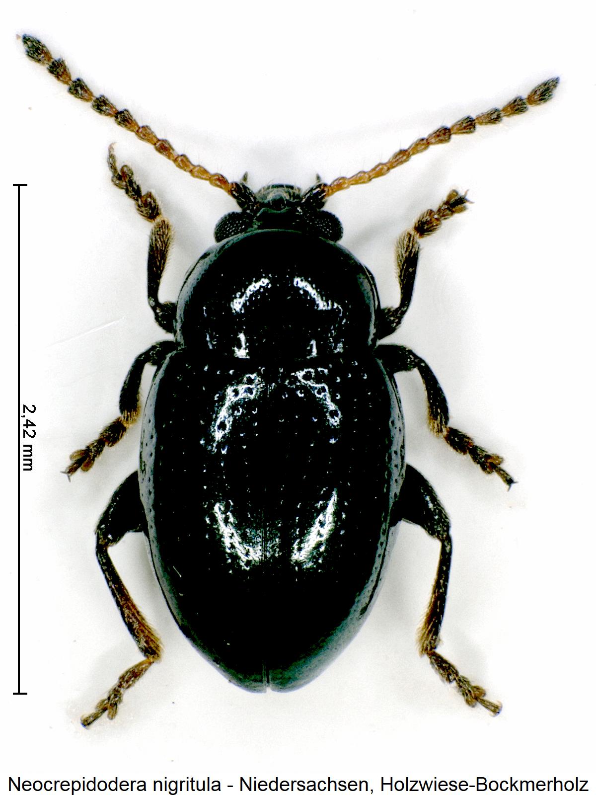 NEOCREPIDODERA NIGRITULA