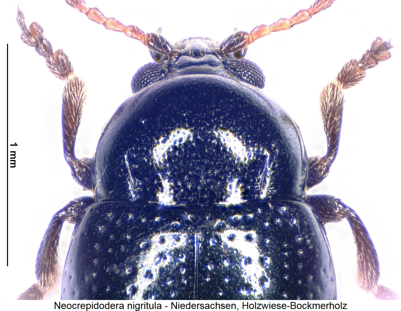 NEOCREPIDODERA NIGRITULA