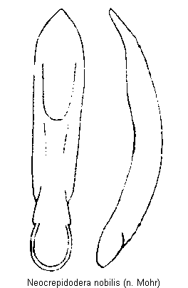 NEOCREPIDODERA NOBILIS