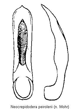 NEOCREPIDODERA PEIROLERII