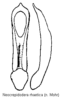 NEOCREPIDODERA RHAETICA