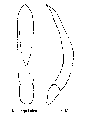 NEOCREPIDODERA SIMPLICIPES