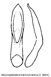 NEOCREPIDODERA TRANSSYLVANICA