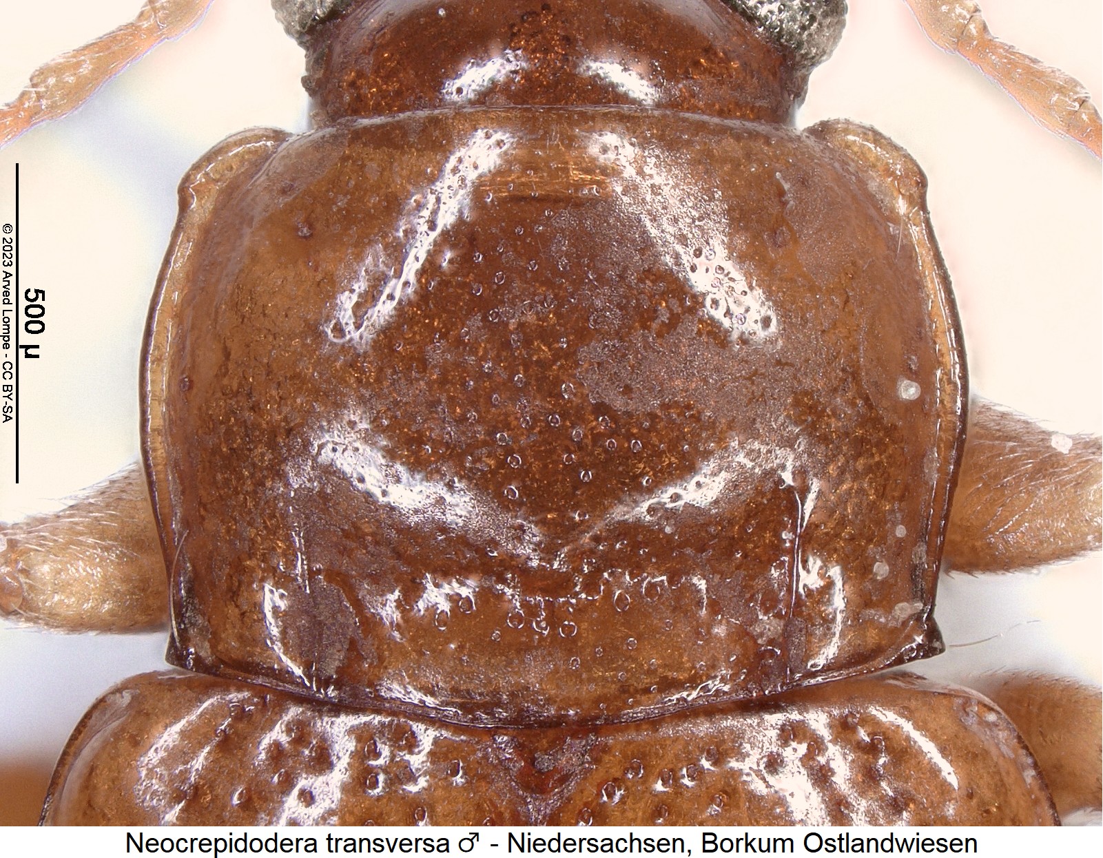 NEOCREPIDODERA TRANSVERSA