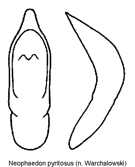 NEOPHAEDON PYRITOSUS.GIF