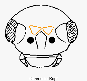 OCHROSIS K