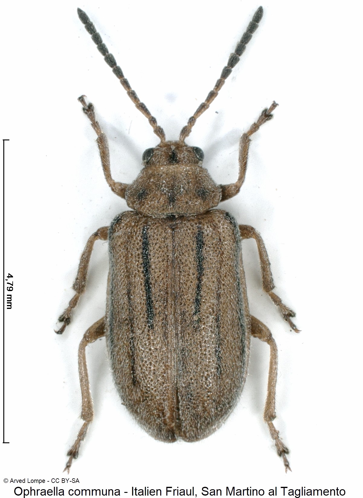 OPHRAELLA COMMUNA