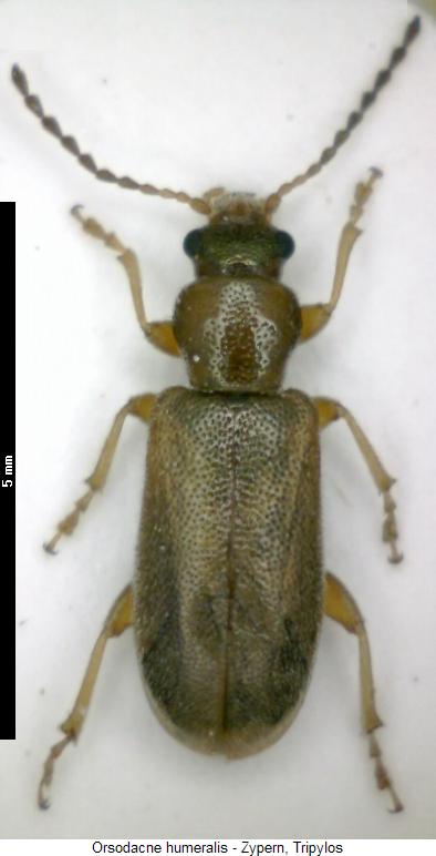 ORSODACNE HUMERALIS