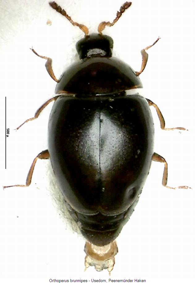 ORTHOPERUS BRUNNIPES
