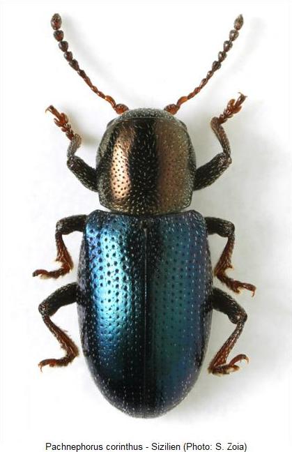 PACHNEPHORUS CORINTHUS